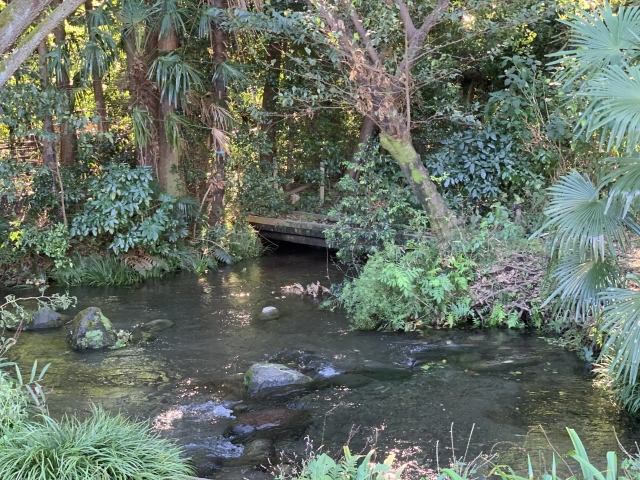 落合川と南沢湧水群で自然に浸る